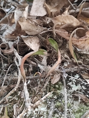 Pyrrosia lingua