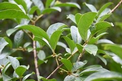 Psidium guyanense