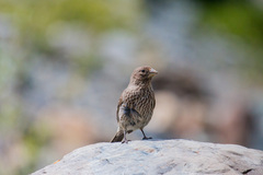 Carpodacus rubicilla