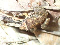 Limnonectes kohchangae