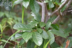 Psidium guyanense