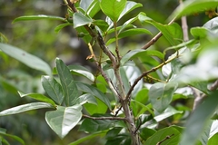 Psidium guyanense