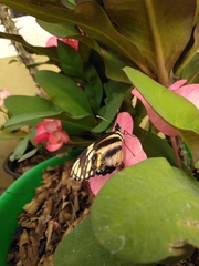 Eresia phillyra phillyra