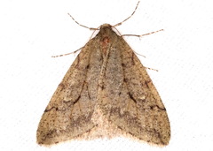 Paleacrita merriccata