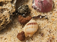 Nassarius jonasii