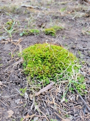 Fissidens taxifolius