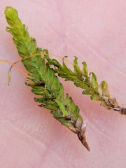 Fissidens taxifolius
