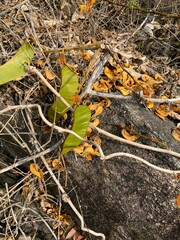 Flame-of-the-forest (Butea superba)