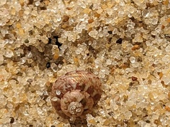 Cantharidella picturata