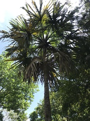 Sabal mauritiiformis