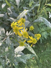 Verbesina alternifolia