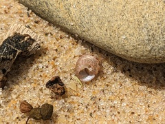 Cantharidella picturata