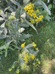 Verbesina alternifolia