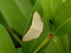 Scopula umbilicata