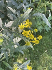 Verbesina alternifolia