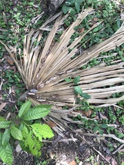 Sabal mauritiiformis