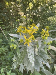 Verbesina alternifolia