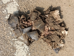 Melanochelys trijuga