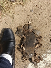 Melanochelys trijuga