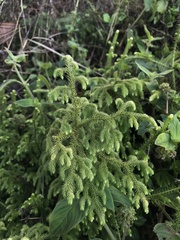 Lycopodiales