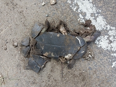 Melanochelys trijuga