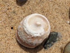 Astralium tentoriiforme