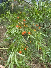Solanum pseudocapsicum