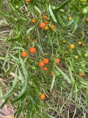 Solanum pseudocapsicum