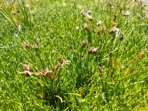 Image of Carex vallis by (c) Santiago Martín-Bravo, some rights reserved (CC BY)
