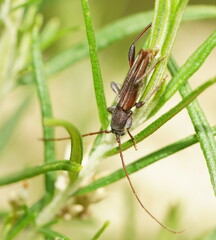 Cerambycoidea