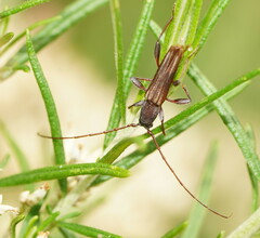 Cerambycoidea