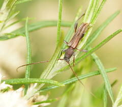 Cerambycoidea