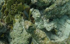 Cantherhines macrocerus