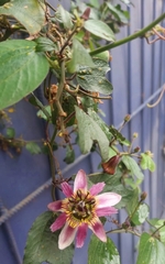 Passiflora andreana