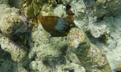 Cantherhines macrocerus