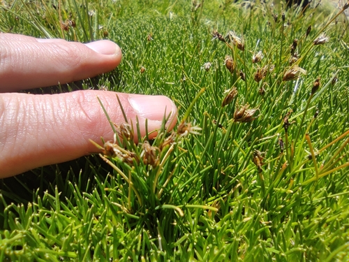 Image of Carex vallis by (c) Santiago Martín-Bravo, some rights reserved (CC BY)