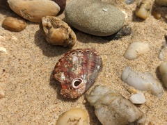 Haliotis coccoradiata