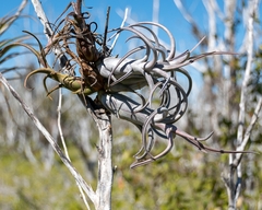 Tillandsia paucifolia