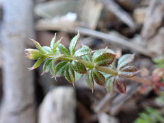 Galium aparine