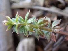 Galium aparine