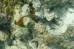 Cantherhines macrocerus