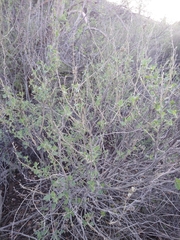 Malacothamnus marrubioides