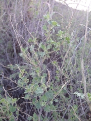 Malacothamnus marrubioides