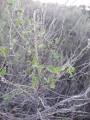 Malacothamnus marrubioides