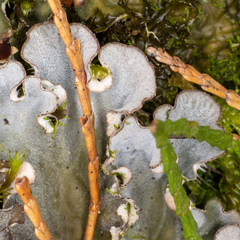 Peltigera ponojensis
