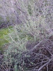 Malacothamnus marrubioides