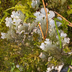 Peltigera ponojensis