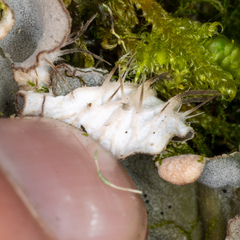 Peltigera ponojensis