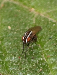 Poecilohetaerus aquilus