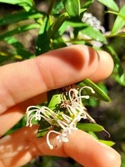 Grevillea sericea